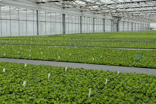 Tabapuã promove Feirão de Emprego em parceria com a empresa Flower